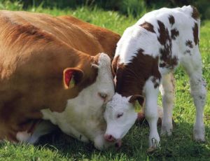 Loving mother with her young calf.  Found free photo to share.  
